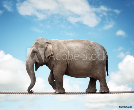 Picture of Elephant on tightrope